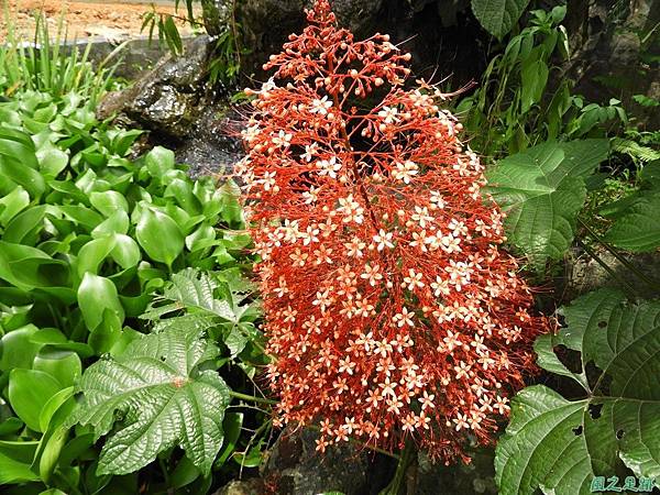 寶塔龍船花20170722(29)