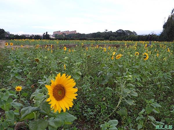 花彩節龍潭場區20171105(36)