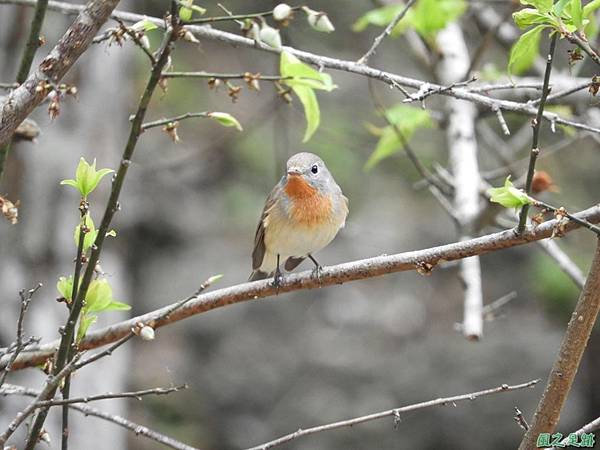 紅胸鶲20180127(18)