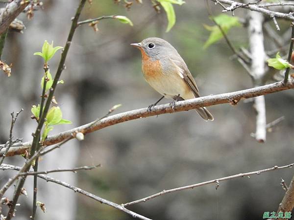 紅胸鶲20180127(19)