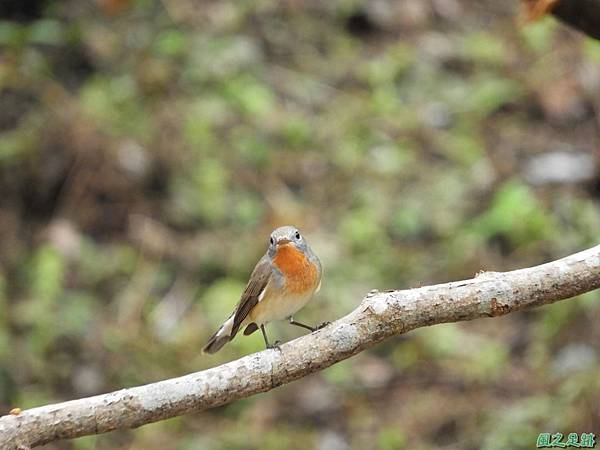 紅胸鶲20180127(21)