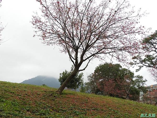 大平山公園賞櫻20180211(17)