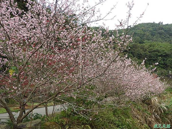 和雅谷櫻花園20180224(7)