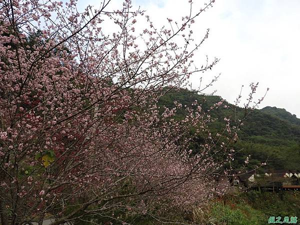 和雅谷櫻花園20180224(18)