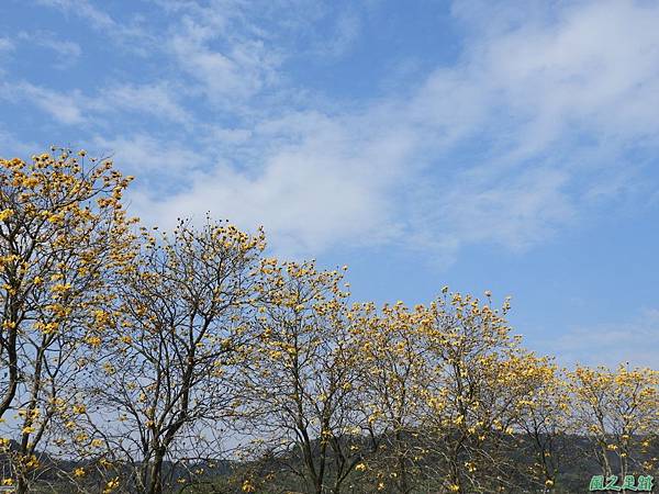 新埔黃花風鈴木20180309(26)