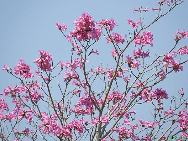 嘉義紅花風鈴木20180303(8)