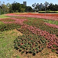 平鎮復興公園20180310(8)