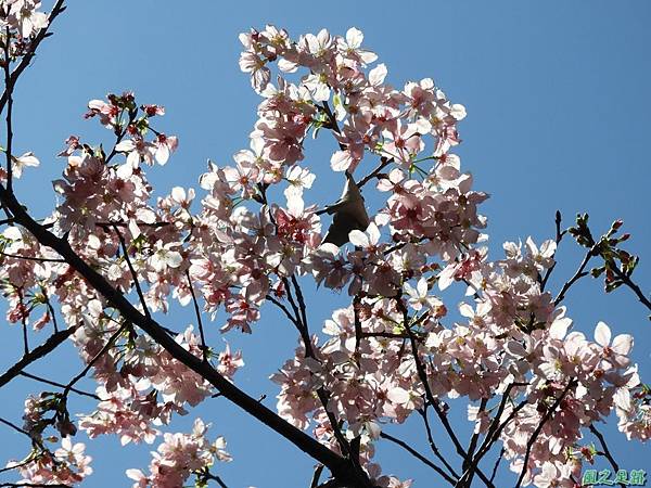 平鎮新天母公園20180310(25)