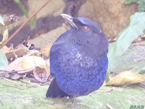 台灣紫嘯鶇20180324(9)