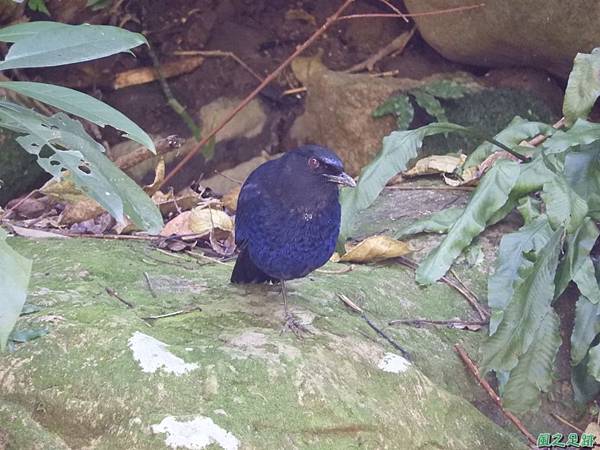 台灣紫嘯鶇20180324(12)