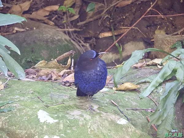 台灣紫嘯鶇20180324(21)