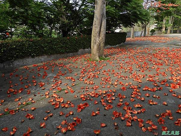 西湖木棉花20180405(9)