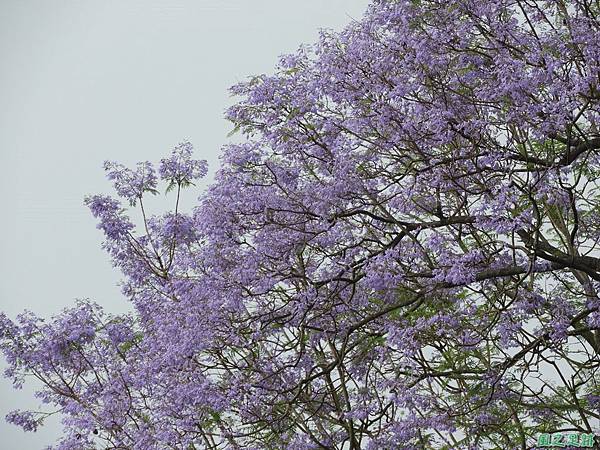 藍花楹20180430(6)