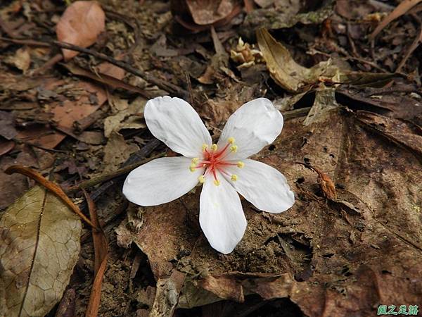 關西賞桐20180501(4)