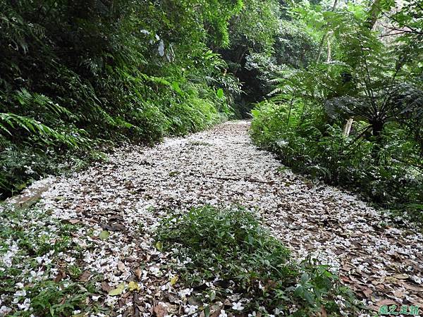 關西賞桐20180501(6)