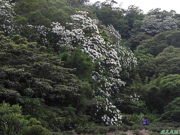 楊銅路賞桐20180501(31)
