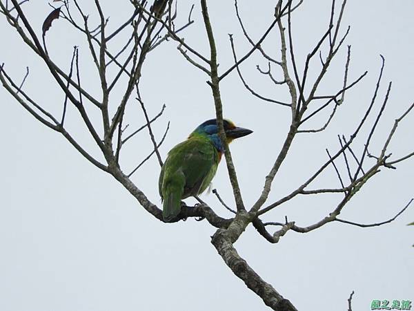 五色鳥20180505(1)