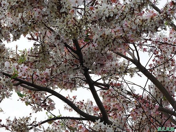 花旗木20180414(19)