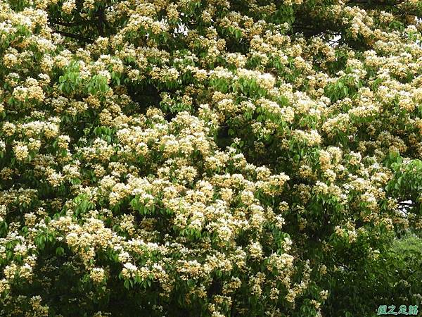 加羅林魚木20180506(8)