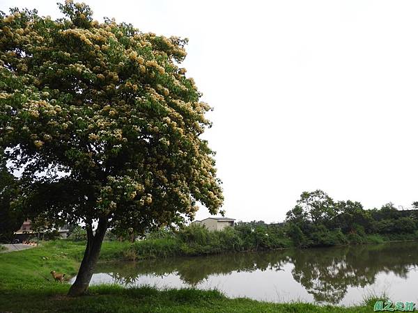 加羅林魚木20180506(37)