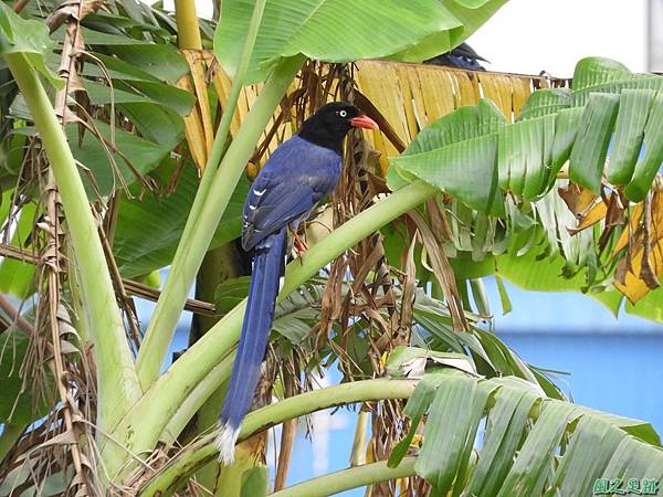 台灣藍鵲20180506(16)