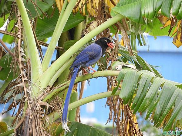 台灣藍鵲20180506(19)