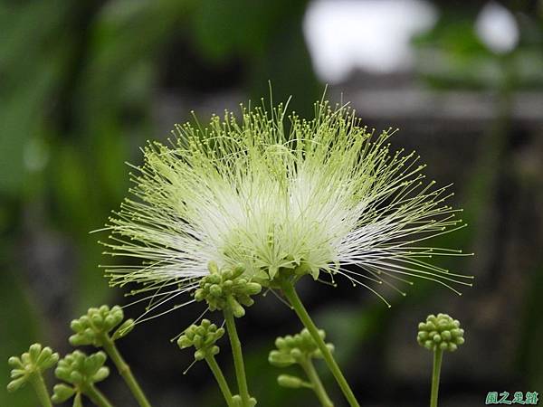 大葉合歡20180506(12)