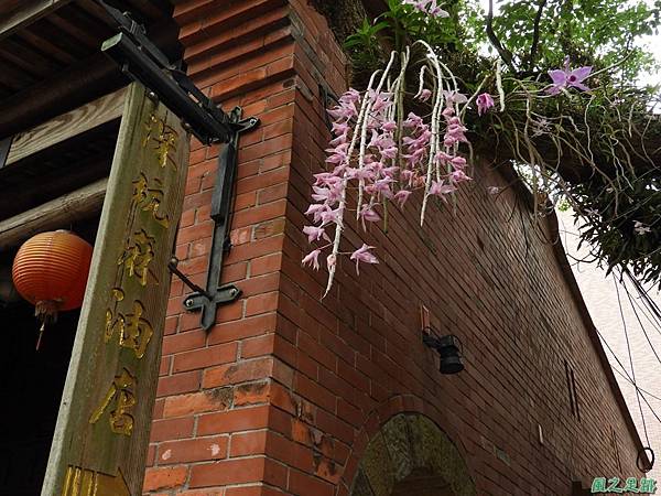 石斛蘭20180505(8)