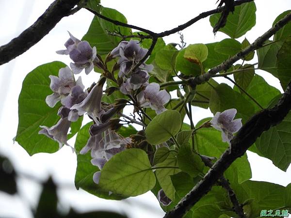 泡桐花20180408(7)