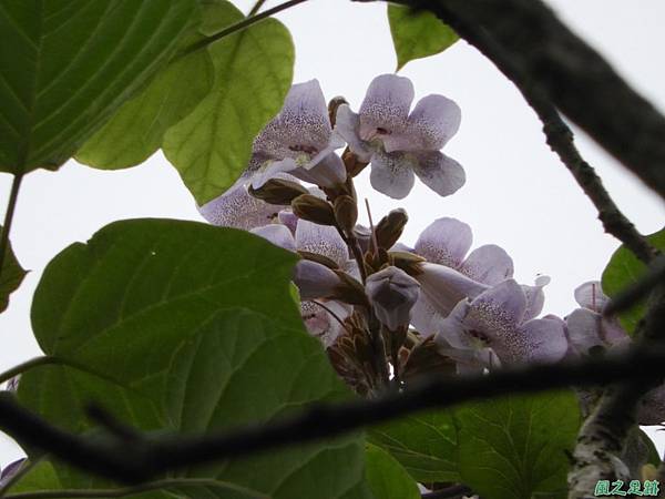 泡桐花20180408(25)