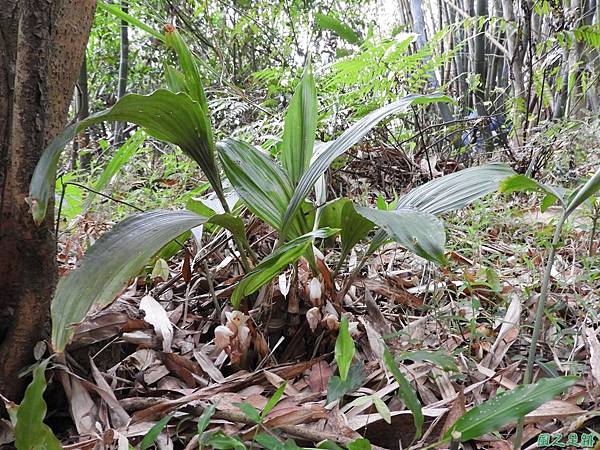 一葉罈花蘭20180408(3)