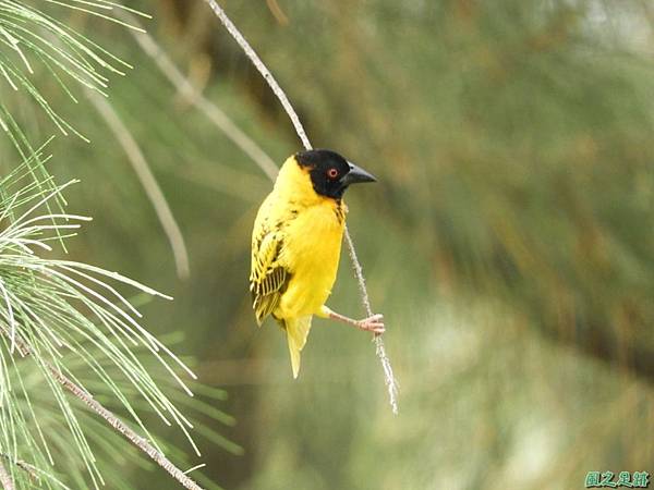 黑頭織布鳥20180510(33)