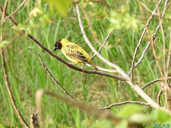 黑頭織布鳥20180510(40)