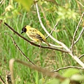 黑頭織布鳥20180510(40)