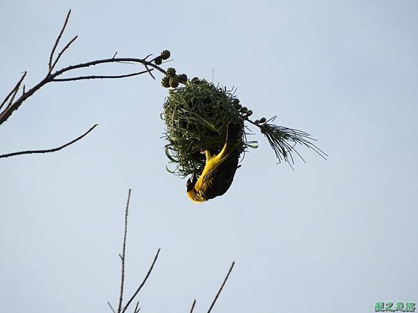 黑頭織布鳥20180510(42)