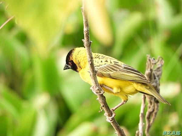 黑頭織布鳥20180510(44)