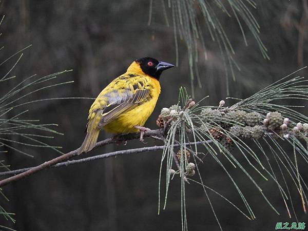 黑頭織布鳥20180510(48)