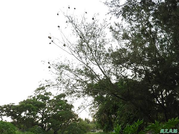 黑頭織布鳥20180510(50)