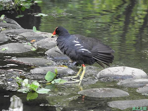 紅冠水雞20180630(7)