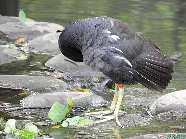 紅冠水雞20180630(10)