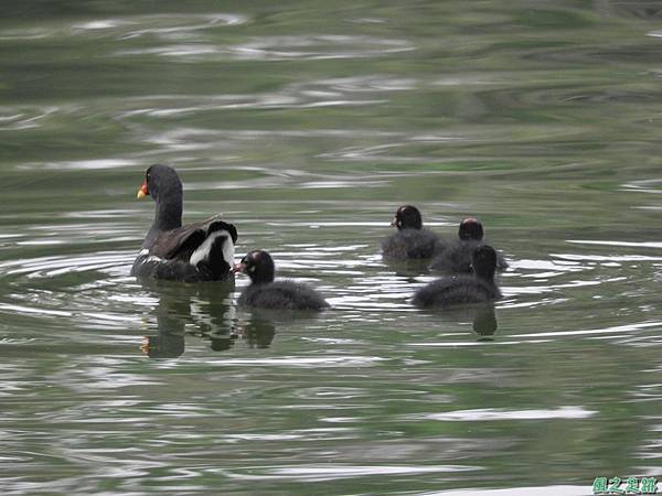 紅冠水雞20180630(39)