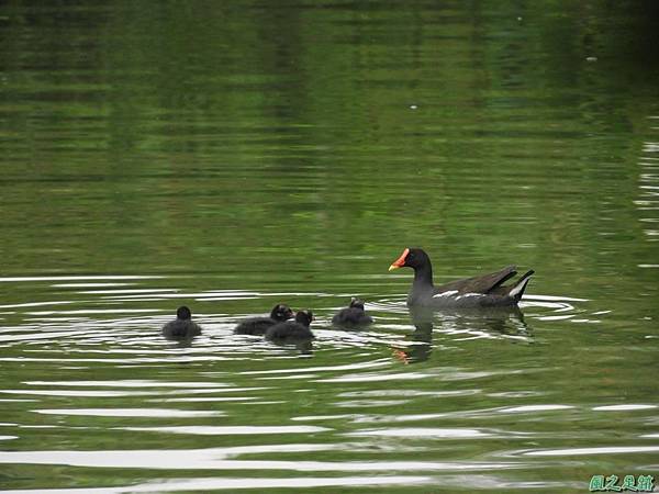 紅冠水雞20180630(43)