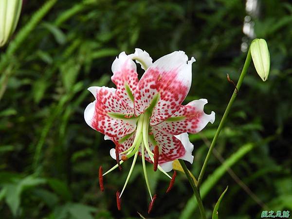 艷紅鹿子百合20180728(24)