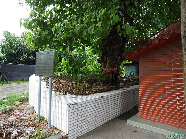 克蘭樹20180811(20)