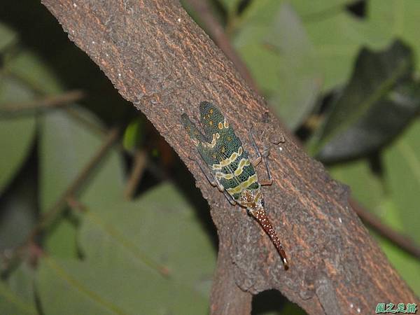 龍眼雞20180902(2)