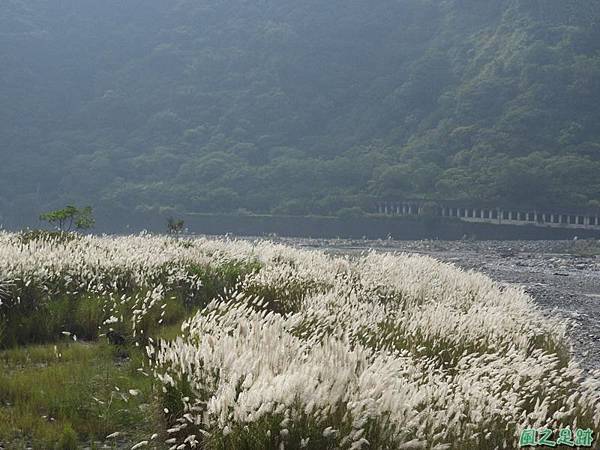 濁水溪甜根子草20180923(18)