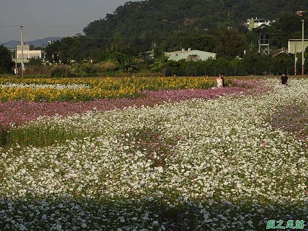 桃園花彩節_大溪20181115(20).JPG