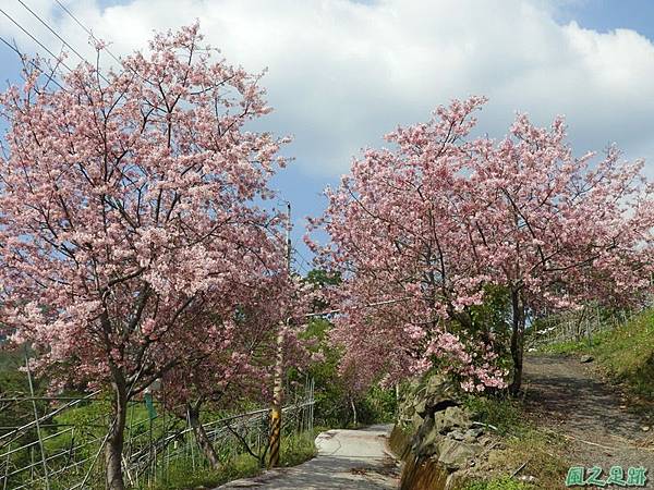 苗栗泰安櫻花道(1) 苗栗泰安櫻花道(1)