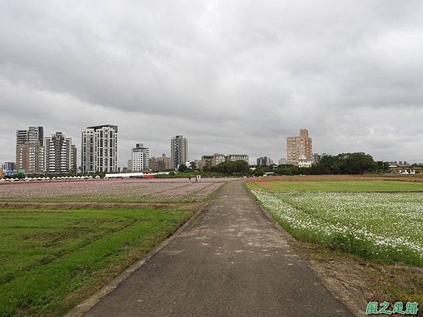 桃園花彩節中壢區20181215(1)