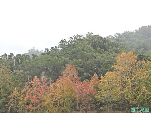 慈湖賞楓20181223(1).JPG